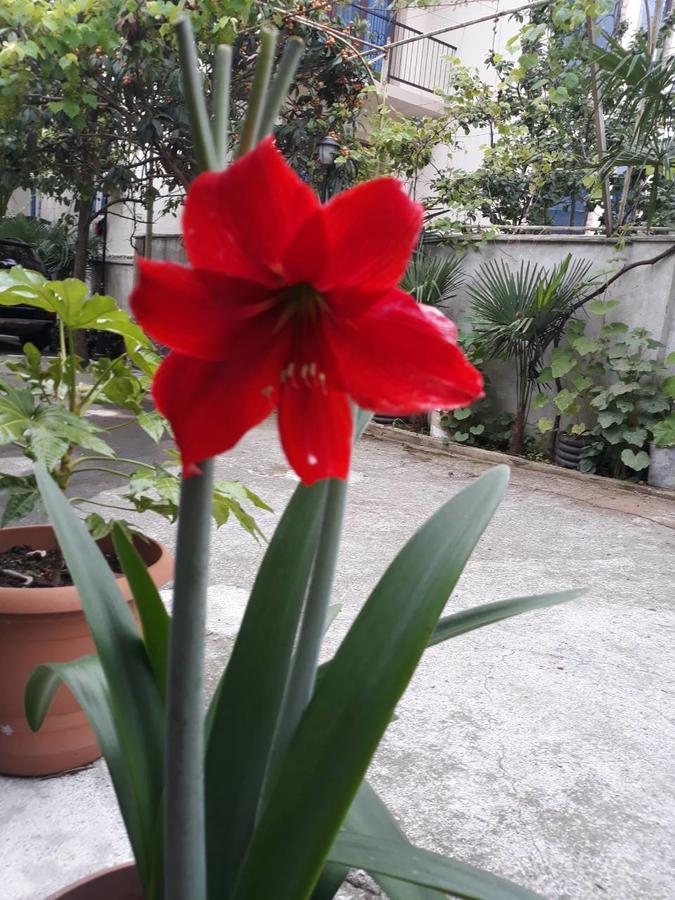 Magnolia Hotel Agmashenebeli Kobuleti Zewnętrze zdjęcie